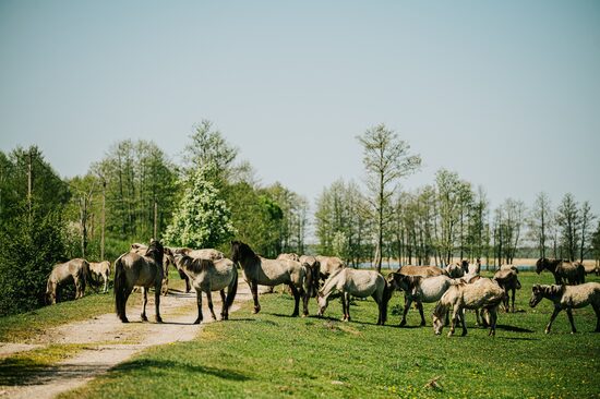 Savvaļas zālēdāju ganības Papes dabas parkā